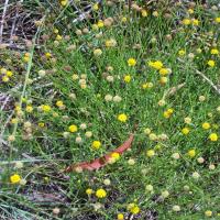 yellow burr-daisy